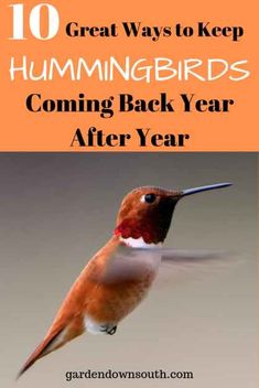 a hummingbird flying through the air with text overlay reading 10 great ways to keep hummingbirds coming back year after year