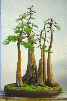 the bonsai trees are growing very tall