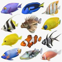 a group of different colored fish on a white background