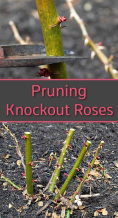 pruning knockout roses in the garden with text overlay that reads pruning knockout roses