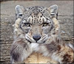 a close up of a snow leopard laying on its back