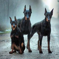 three black and brown dogs standing on the side of a road next to each other