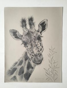 a pencil drawing of a giraffe's head and neck with leaves in the foreground