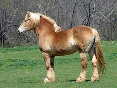 a brown and white horse standing on top of a lush green field next to trees