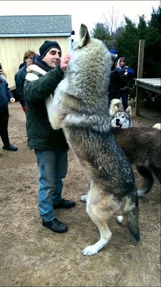 a man standing next to two husky dogs on top of a dirt field in front of people