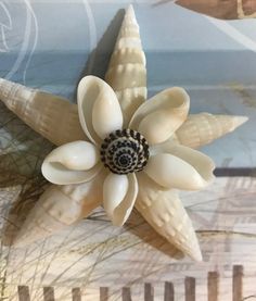 a white flower with black and white petals on it's center is surrounded by sea shells