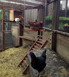 chickens and roosters in an enclosed area with wood stairs leading up to the chicken coop