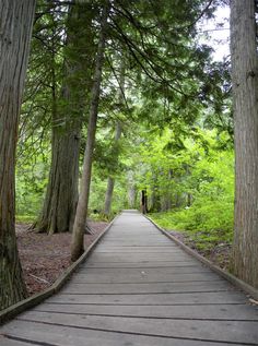 a wooden walkway in the middle of a forest