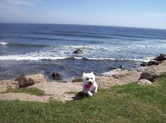 a small white dog sitting on top of a lush green field next to the ocean