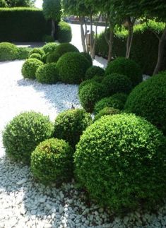 some very pretty bushes and rocks in the middle of a yard with white pebbles on the ground