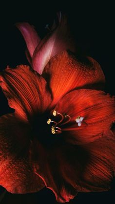 a red flower is shown in the dark