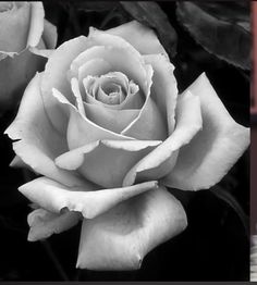 a black and white photo of a rose next to another image of a single flower