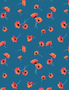 red poppies on a blue background with long thin stems in the foreground and small petals in the back ground