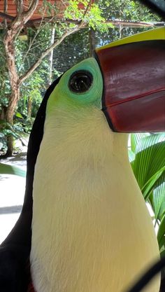 a close up of a toucan with a tree in the background