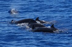 three dolphins swimming in the ocean together