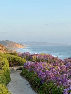 purple flowers are blooming along the path to the beach