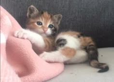 a small kitten laying on top of a pink blanket