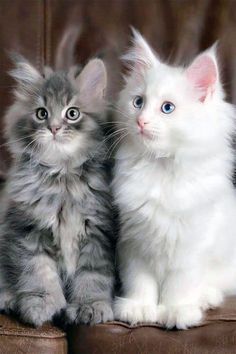 two kittens sitting next to each other on a brown leather couch with blue eyes