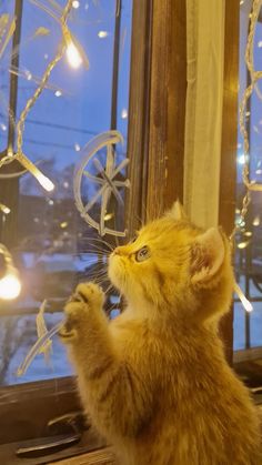 a small kitten standing on its hind legs in front of a window looking out at the outside