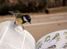 a bird perched on top of an open book