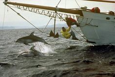 two people on a boat watching a whale jump out of the water while another person watches