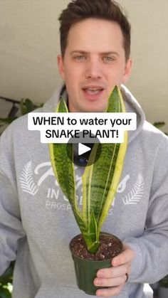 a man holding up a snake plant with the caption when to water your snake plant