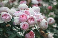 pink and white flowers are blooming in the garden