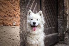 a white dog standing in front of a door with it's tongue hanging out