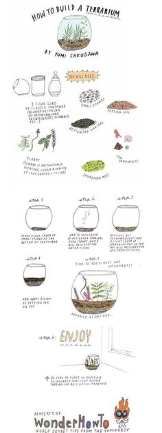 an illustrated diagram showing how to build a terrarium with plants and other things in it