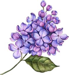 a watercolor painting of purple lilacs on a green leafy branch with leaves