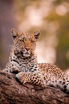 a leopard laying on top of a tree branch