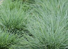 some very pretty green plants in the grass