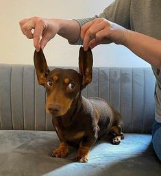 a small brown dog sitting on top of a couch next to a person's hand