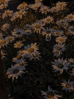 a bunch of flowers that are in the grass by some trees and bushes at night