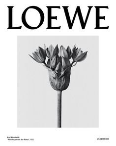 the front cover of loewe magazine with an image of a flower in black and white