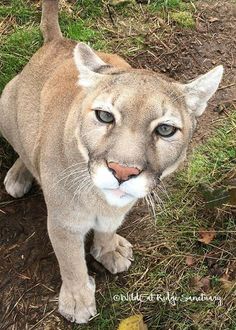 a close up of a puma looking at the camera