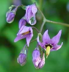 purple flowers with drops of water on them