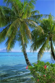 two palm trees are next to the ocean