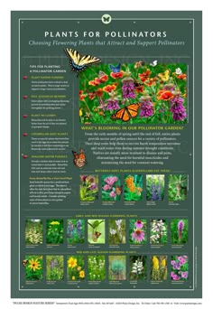 a poster with pictures of flowers and butterflies on it's side, including the words plants