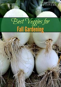 the best veggies for fall gardening are white onions, garlic and broccoli