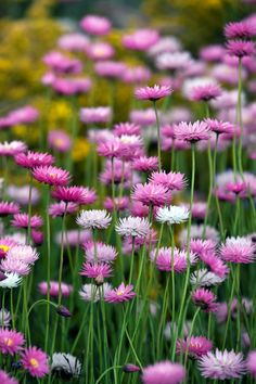 many pink and white flowers in a field