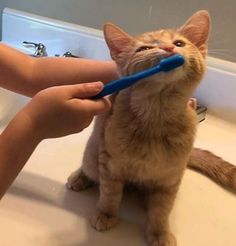 a person brushing their cat's teeth with a blue toothbrush in the bathroom