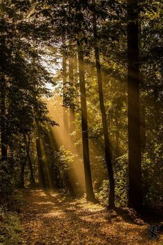 sunbeams shine through the trees on a path in the woods with fallen leaves