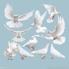 a group of white birds flying in the sky with their wings spread wide and spread out