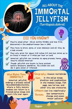 an information poster with words and pictures about the different types of jellyfish in it