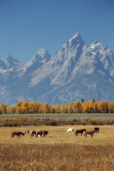 horses graze in an open field with the mountains in the backgrouund