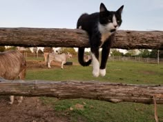 a black and white cat jumping over a log in a fenced in area with horses