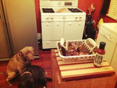 a dog sitting on the floor next to a kitchen counter with food in a basket