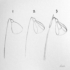 four different flowers are shown in this drawing technique, each with one single flower and the other