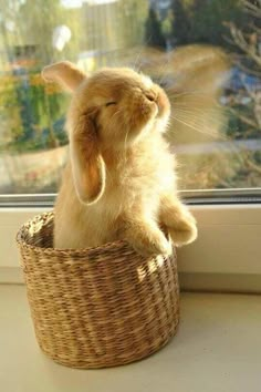 a cat that is sitting in a basket on the window sill with its eyes closed